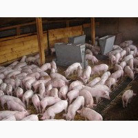 Закупаем свиней по всей Украине