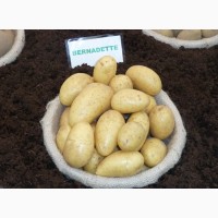 Продам семенной картофель третьей репродукции 3, 10 грн