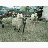 Продам овцы