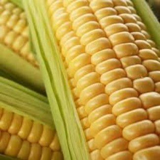 Продам високоврожайну кукурудзу Гран 310 ФАО (250)