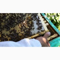 Продаю бджоли