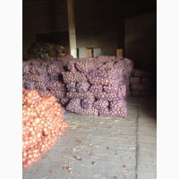 Продам картошку от производителя от 20 тонн