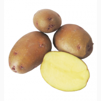 Продам насіння картоплі ІІ репродукції, сорти Лаперла, Звіздаль, Чарунка, Арія, Гала