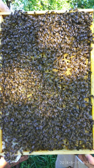 Фото 3. Пчелиная Матка-Матки КАРПАТКА 2021 года Плодная в Наличии Карпатская