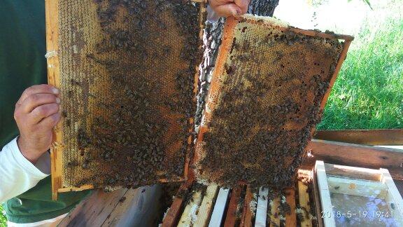 Фото 4. Пчелиная Матка-Матки КАРПАТКА 2021 года Плодная в Наличии Карпатская