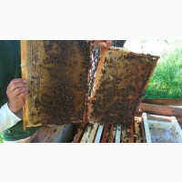 Пчелиная Матка-Матки КАРПАТКА 2021 года Плодная в Наличии Карпатская