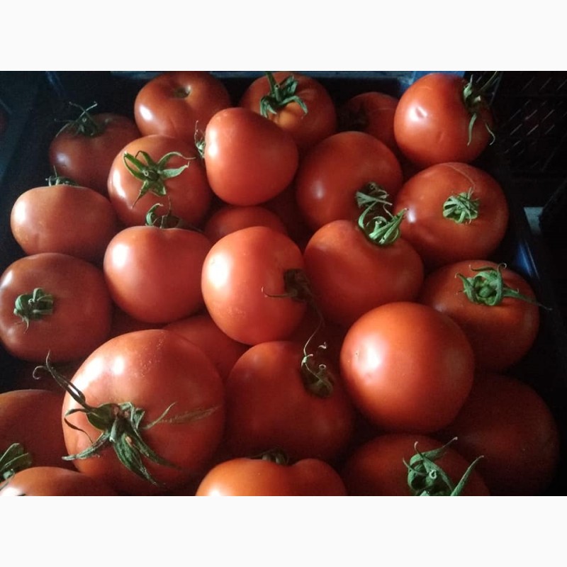Фото 2. Продаём помидоры сорт высокого из Турции