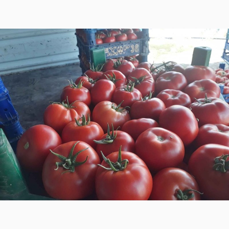 Фото 3. Продаём помидоры сорт высокого из Турции