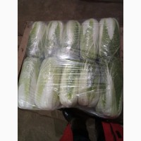 Продам пекинскую капусту от поставщика с 5 тонн
