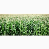 Насіння кукурудзи Тіадор ФАО 360 (екстра)