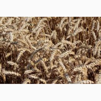 Озимая пшеница Вежа (елита)