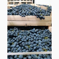 Продам виноград от производителя