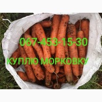 Куплю морковку нового урожая