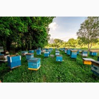 Продам бджіл, бджолопакети. 2022