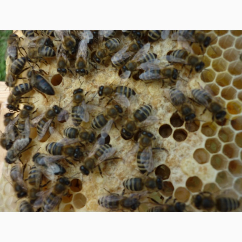 Фото 2. Продам бджоломатки карпатки