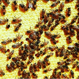 Продам бджолопакети! українська степова бджола 3+1р