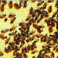 Продам бджолопакети! українська степова бджола 3+1р