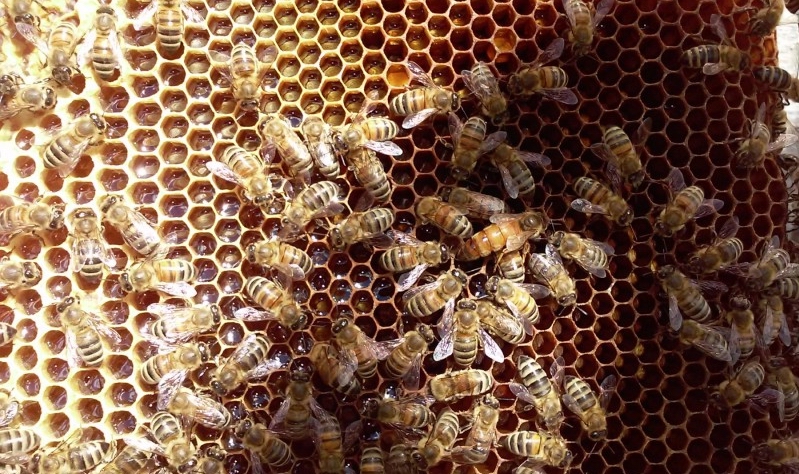 Фото 3. Бакфаст, Карніка бджоломатки. (2024)