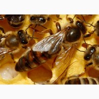 Пчеломатки плодные 2023