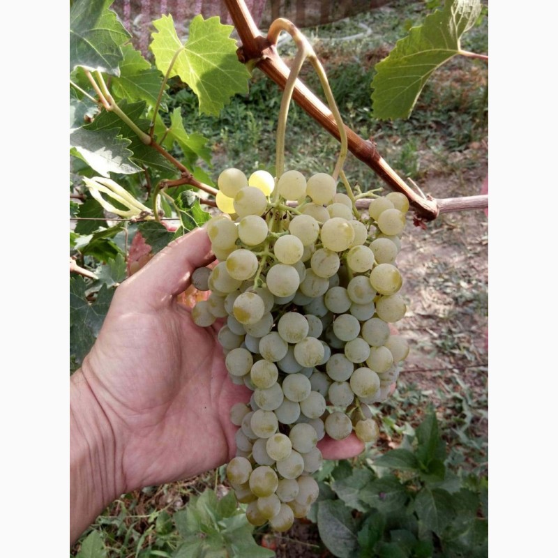 Фото 2. Продам технічний виноград білого сорту Цитронний Магарича виробник