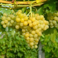 Продам технічний виноград білого сорту Цитронний Магарича виробник