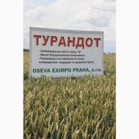 Посівний матеріал озимої пшениці ТУРАНДОТ(1репродукція)