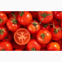 Куплю помідори для консервування