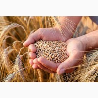 Продам пшеницю фураж 350 тонн, Вінницька обл