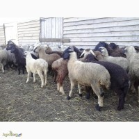Продам баранчики овечки 5-8 мес
