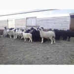 Продам баранчики овечки 5-8 мес