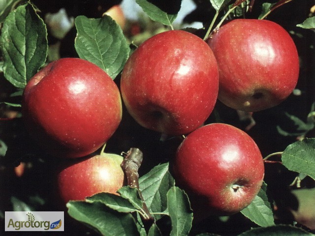 Фото 3. Саджанці абрикоса, персика, яблуні, сливи, груші. Обрізка саду та захист рослин
