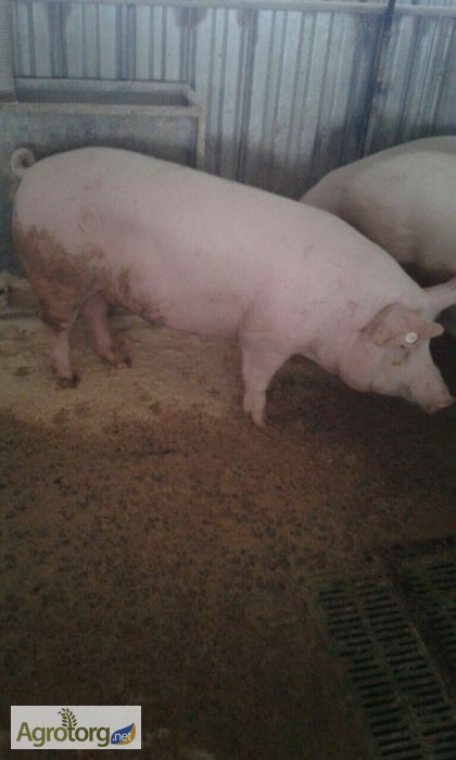 Фото 2. Продам свиней живым весом