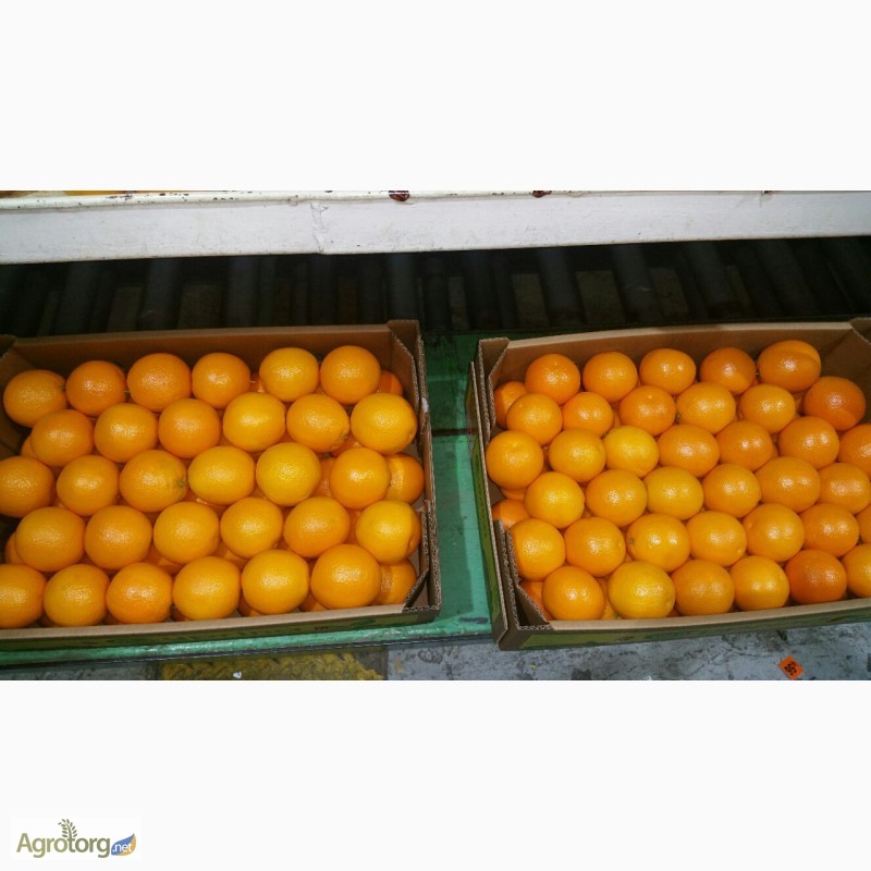 Фото 2. Апельсины из Кипра