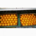 Апельсины из Кипра