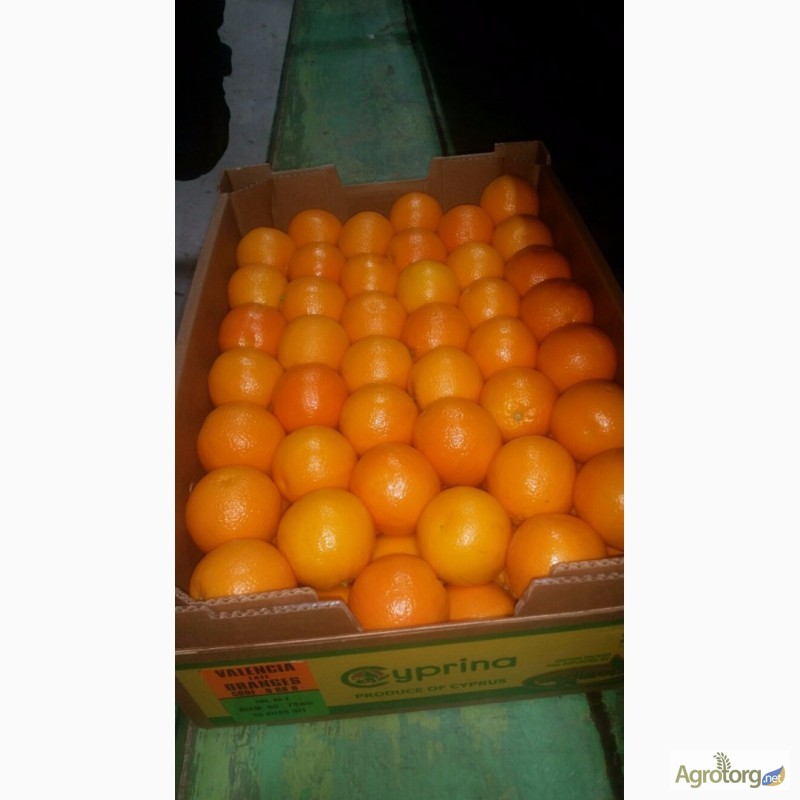 Фото 3. Апельсины из Кипра