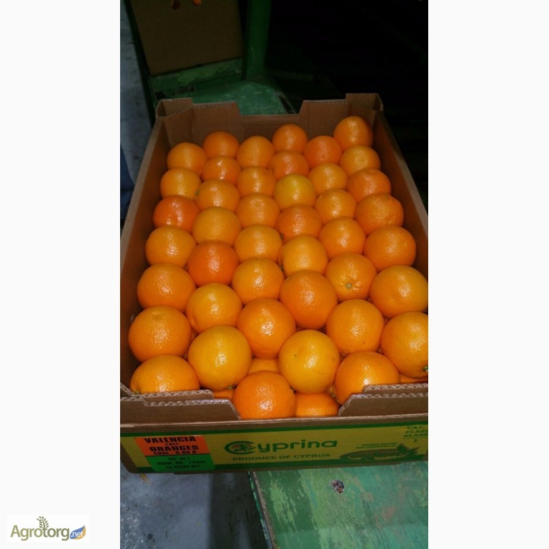Фото 4. Апельсины из Кипра