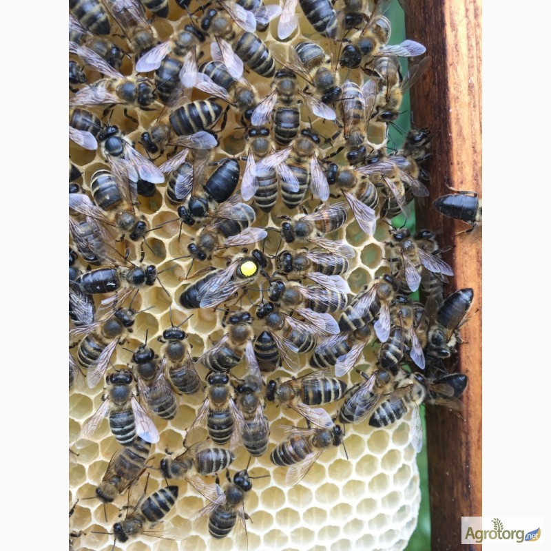 Фото 2. БДЖОЛОМАТКИ Карпатка 2023 року ПЛІДНІ Пчеломатки, Бджолині матки