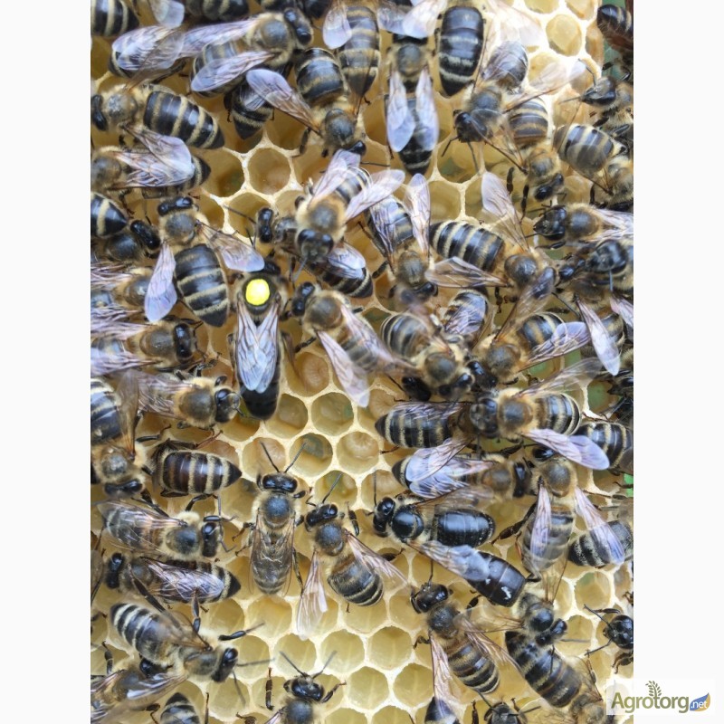 Фото 3. БДЖОЛОМАТКИ Карпатка 2023 року ПЛІДНІ Пчеломатки, Бджолині матки