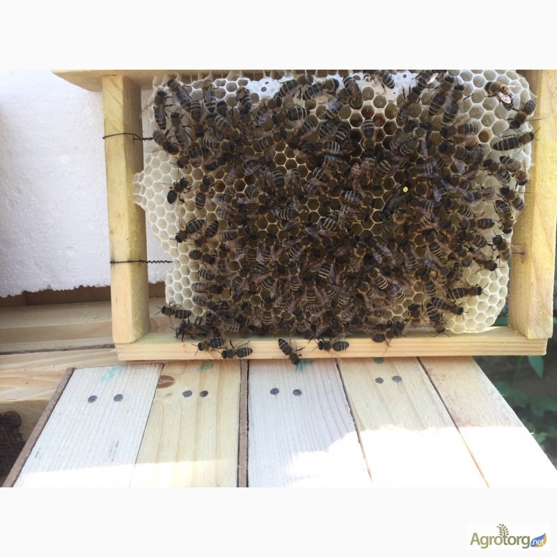 Фото 4. БДЖОЛОМАТКИ Карпатка 2023 року ПЛІДНІ Пчеломатки, Бджолині матки
