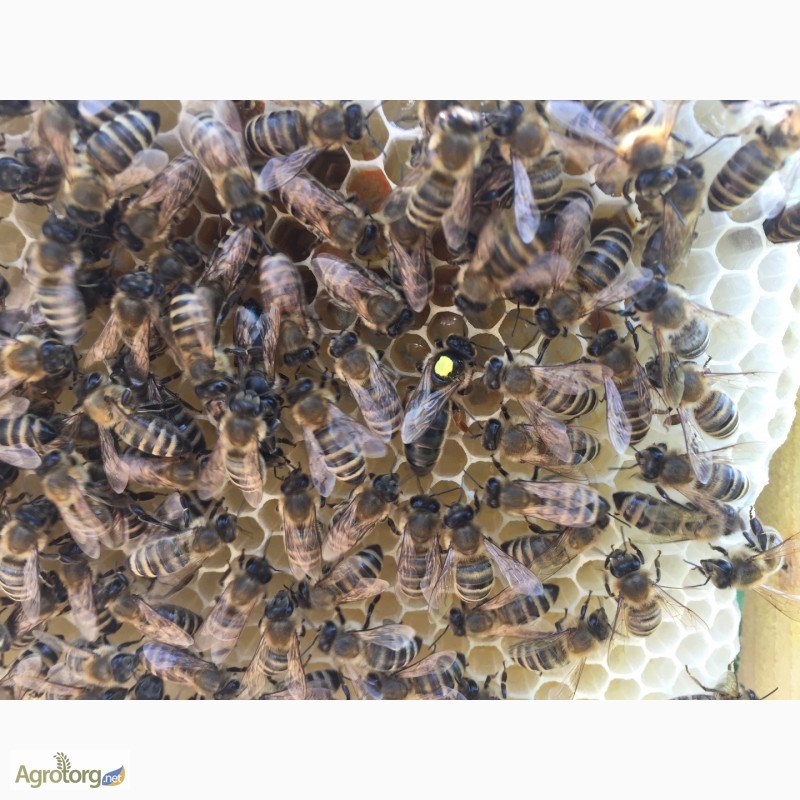 Фото 5. БДЖОЛОМАТКИ Карпатка 2023 року ПЛІДНІ Пчеломатки, Бджолині матки
