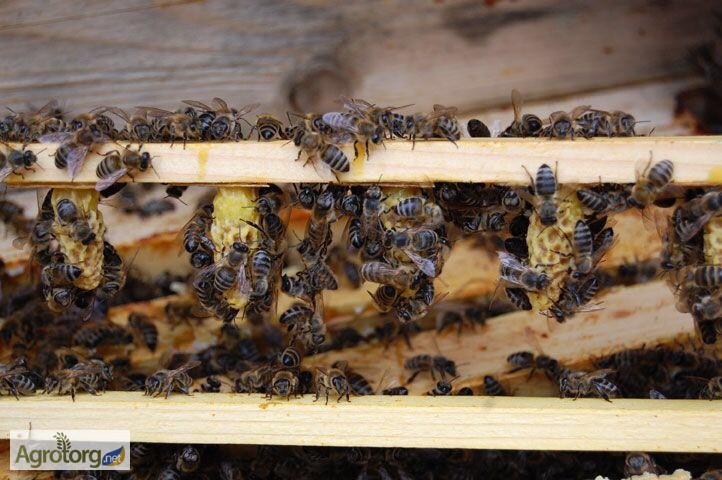 Фото 6. БДЖОЛОМАТКИ Карпатка 2023 року ПЛІДНІ Пчеломатки, Бджолині матки