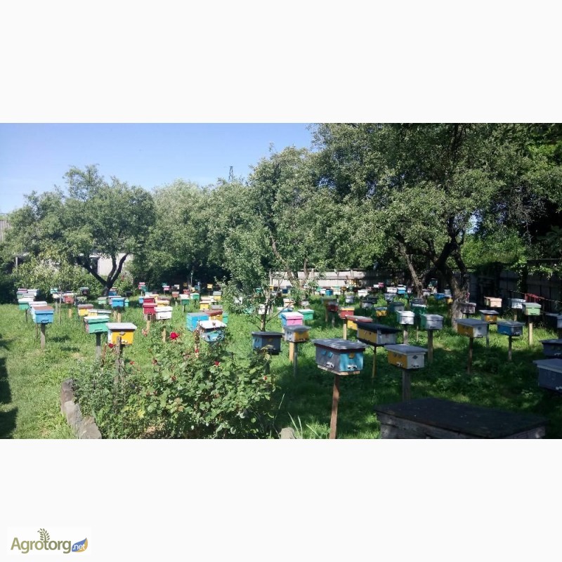 Фото 7. БДЖОЛОМАТКИ Карпатка 2023 року ПЛІДНІ Пчеломатки, Бджолині матки