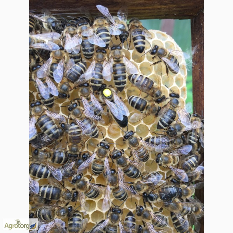 Фото 8. БДЖОЛОМАТКИ Карпатка 2023 року ПЛІДНІ Пчеломатки, Бджолині матки