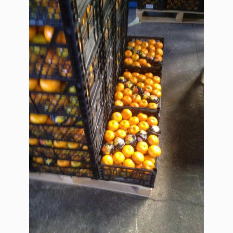 Фото 4. Продам апельсин и мандарин оптом