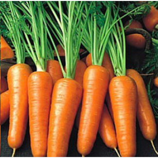 Продам морковь раннюю Абако от производителя