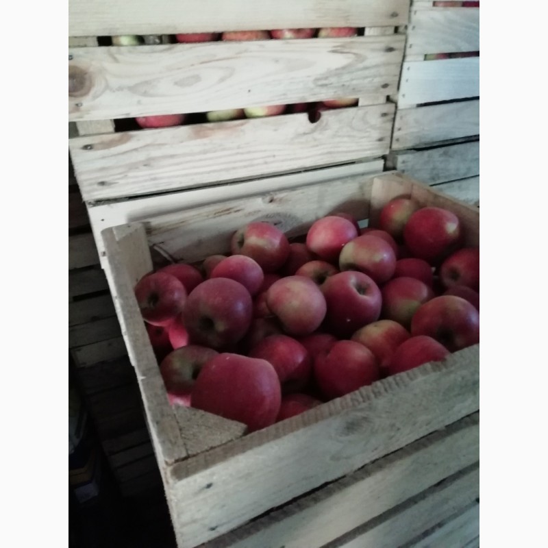 Фото 2. Господарство реалізує яблука осінніх та зимових сортів
