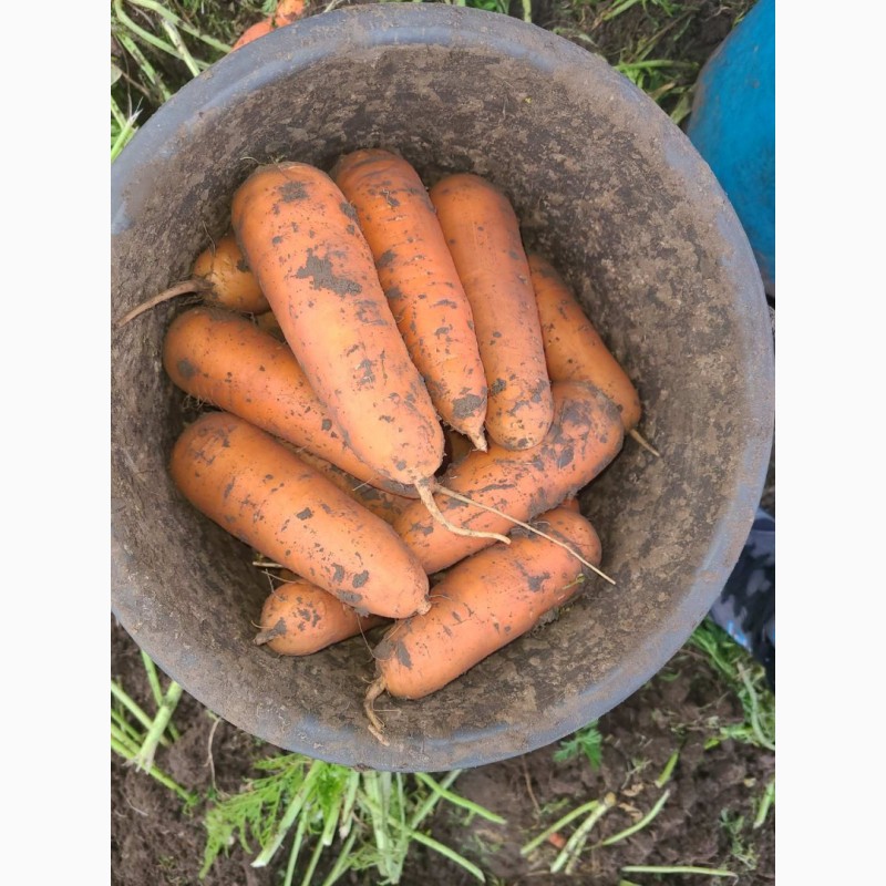 Фото 2. СРОЧНО продам морковь от производителей и поставщиков с 10 тонн