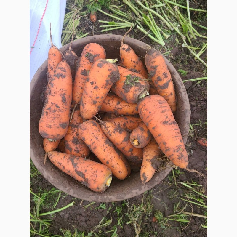 Фото 3. СРОЧНО продам морковь от производителей и поставщиков с 10 тонн