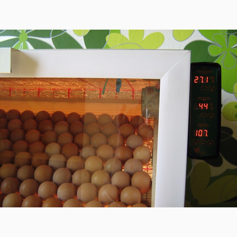 Фото 6. Лучшие инкубаторы Тандем с закладкой от 60 до 3000 яиц. Выводок на максимуме