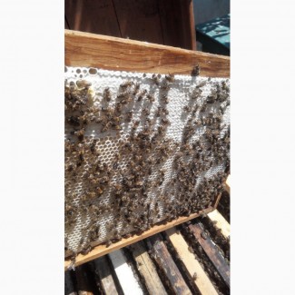 Пчелосемьи, пчелопакеты пчелы (Дадан, Рута) 2019 Луганск